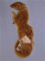 藏品(黃鼠狼)的圖片